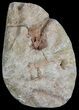 Polished Fossil Coral Head - Morocco #60027-1